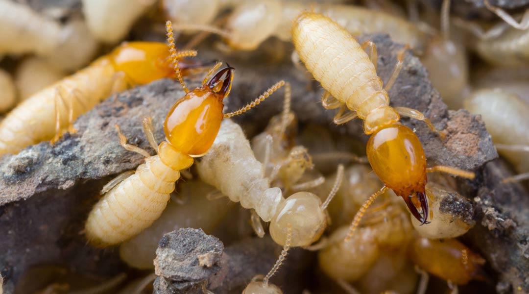 WDO Termite Inspection